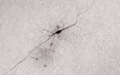 Les signaux enregistrés d’un neurone rare de notre cerveau