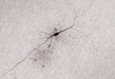 Les signaux enregistrés d’un neurone rare de notre cerveau